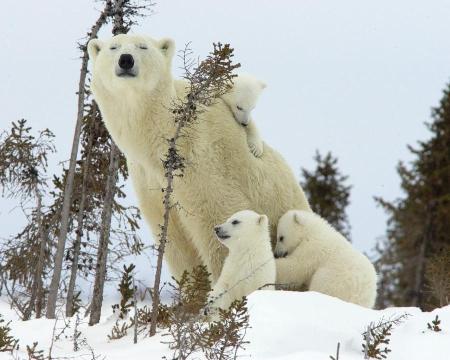 polar-family-wapusk-national-park
