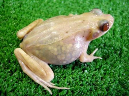 frog_gallery__470x352